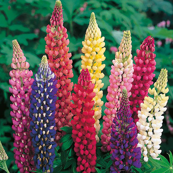 Люпин многолистный (Lupinus polyphyllus), смесь окрасок, горшок 9 см