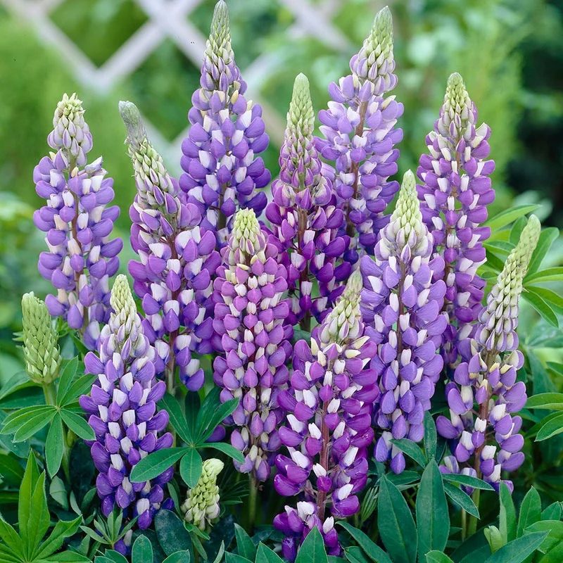 Lupinus polyphyllus "Gallery Blue"