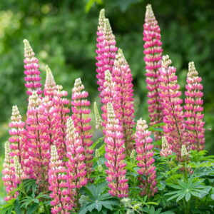 Lupinus polyphyllus "Gallery Pink"