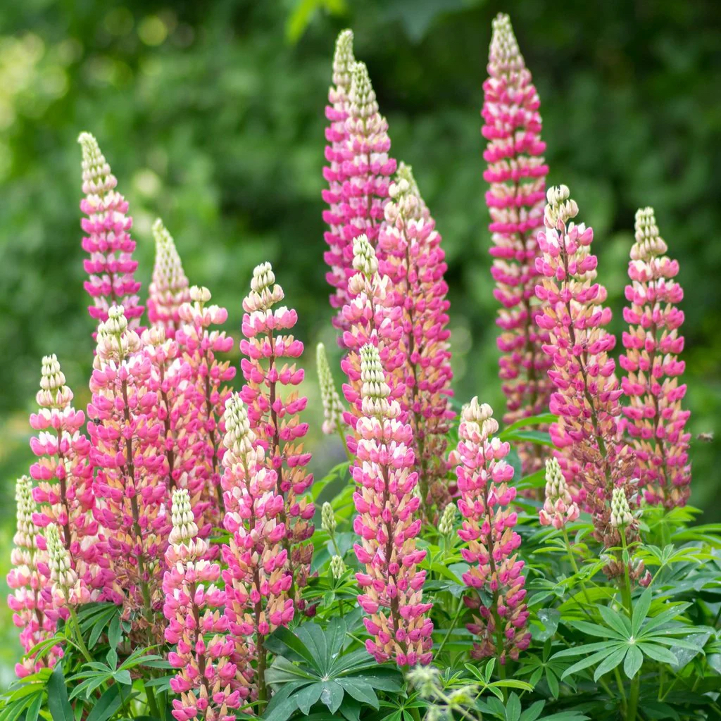 Lupinus polyphyllus "Gallery Pink"