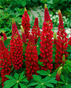 Lupinus polyphyllus "My Castle"