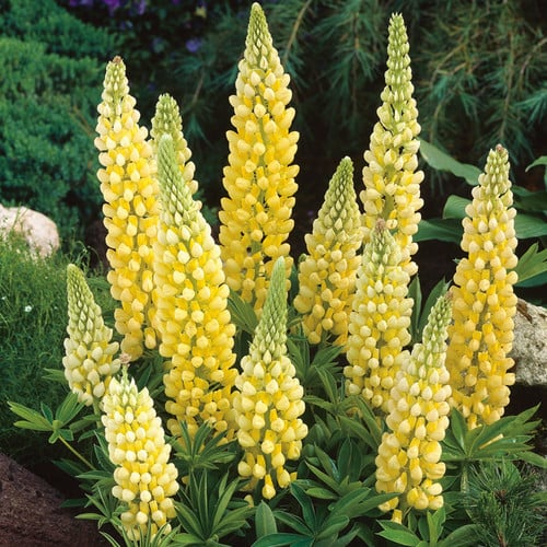 Lupinus russelli "Chandelier"