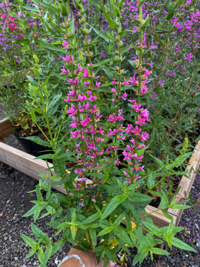 Lythrum salicaria "Blush"