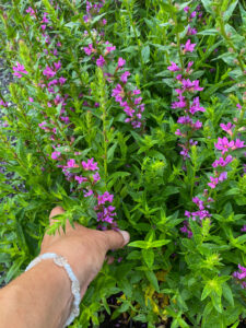 Lythrum salicaria "Lady Sackville"