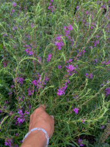 Lythrum salicaria "Morden Pink"