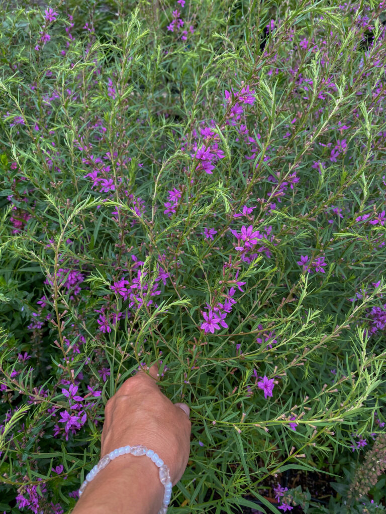 Lythrum salicaria "Morden Pink"