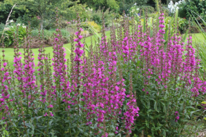 Lythrum salicaria "Robert"