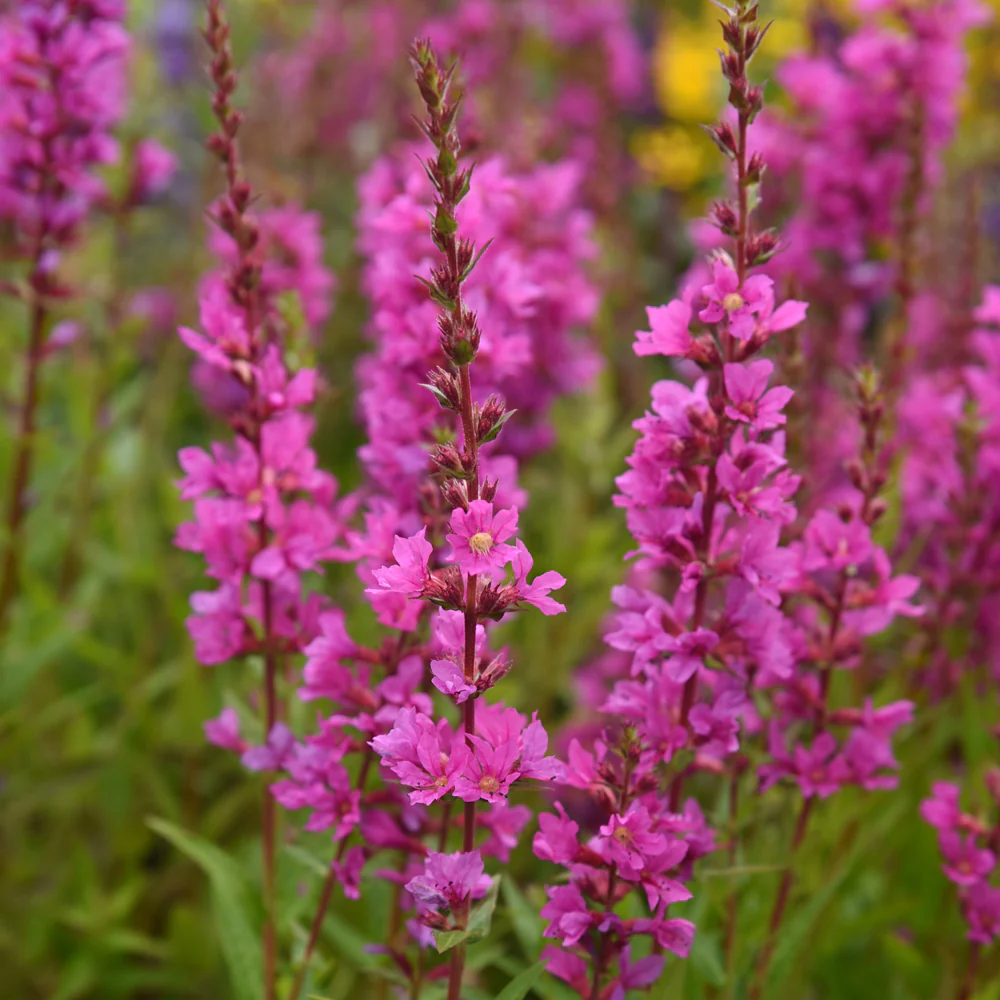 Lythrum salicaria "Robin"