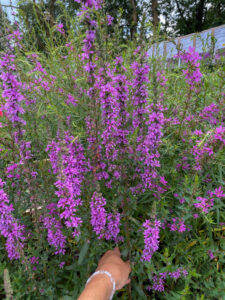 Lythrum salicaria "Rosy Gem"