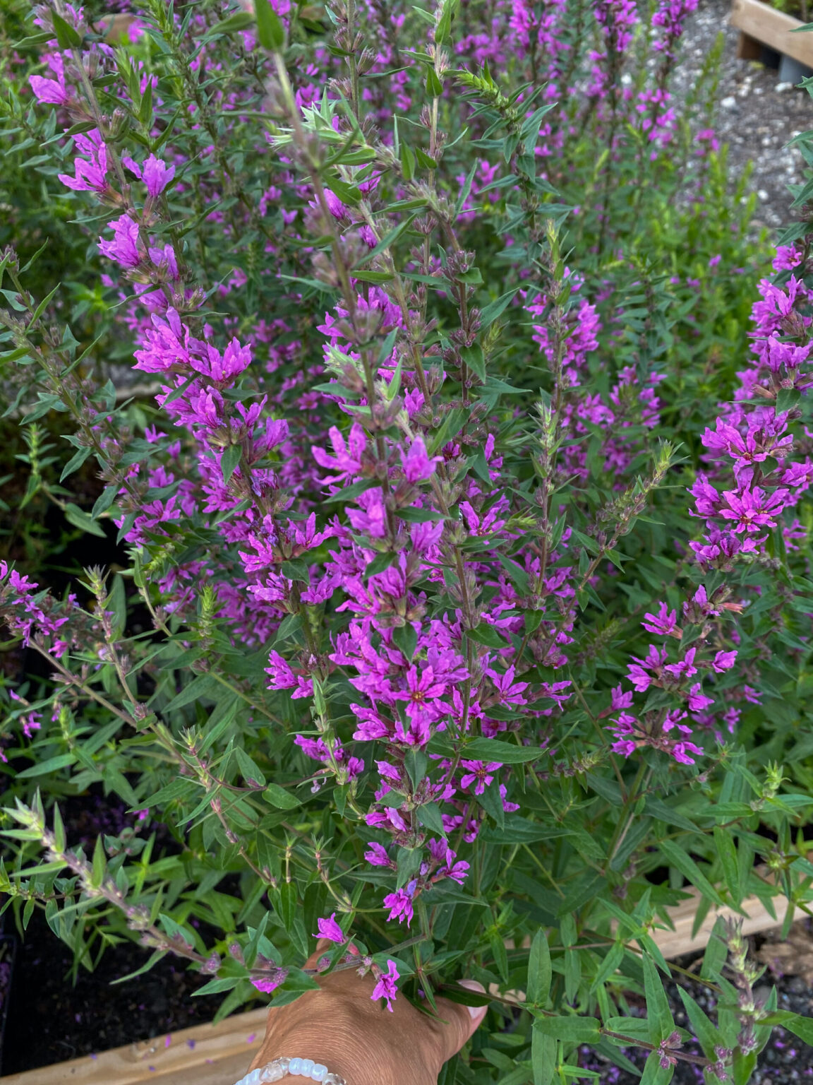 Lythrum salicaria "Swirl"