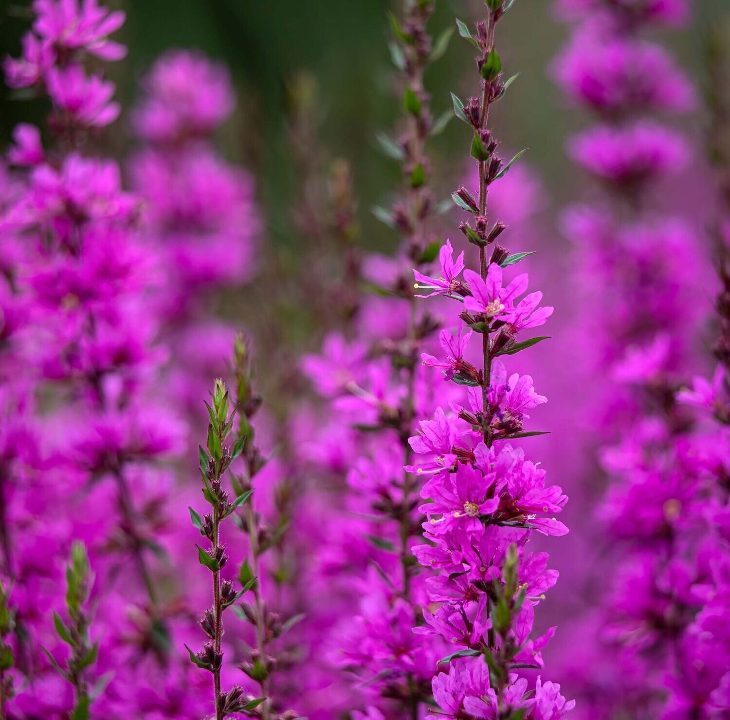 Lythrum virgatum "Dropmore Purple"