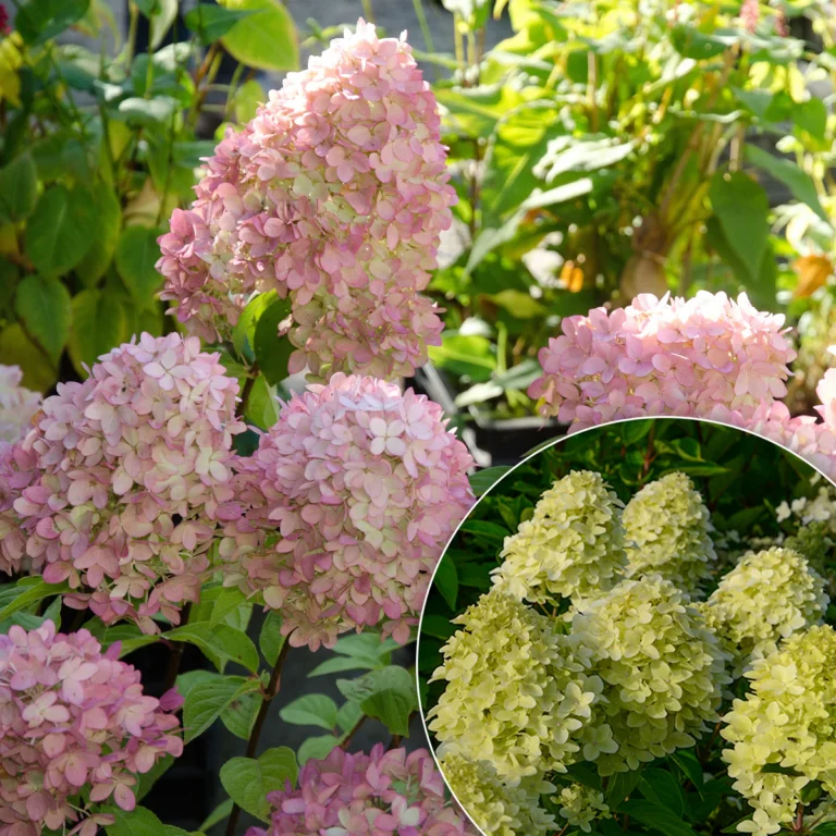 Hydrangea paniculata "White Goliath"