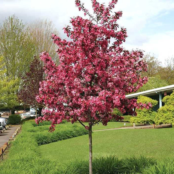 Malus "Royalty"