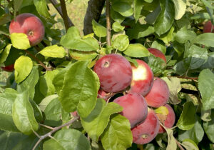 Malus domestica "Alesja"