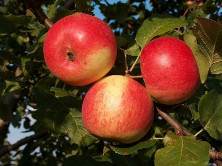 Яблоня домашняя "Agra" (Malus domestica "Agra")