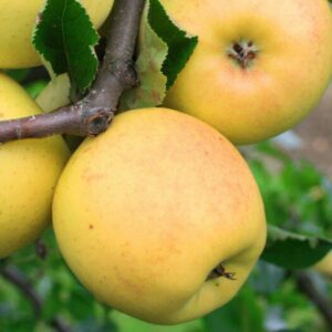 Malus domestica "Ananas Berzenicki"