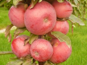 Malus domestica "Anda"