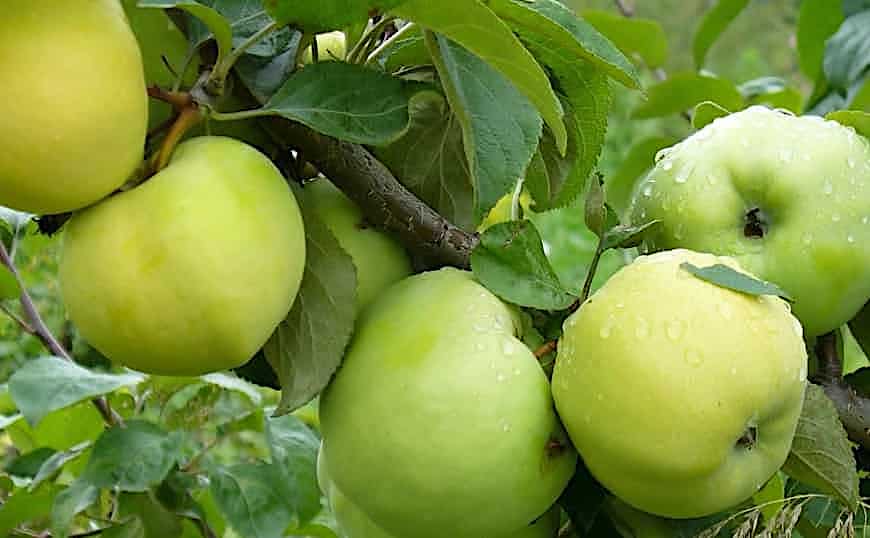 Malus domestica "Antonovka"