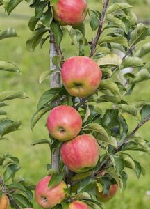 Malus domestica "Arbat"