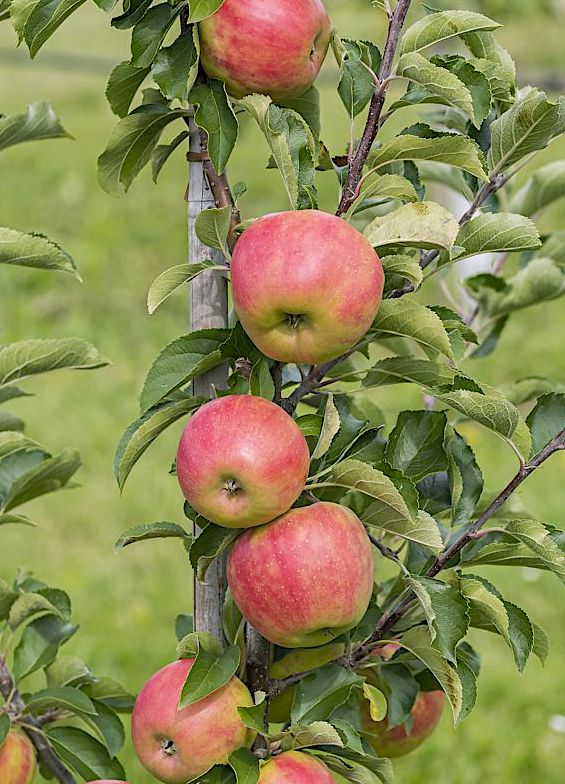 Яблоня домашняя "Арбат" (Malus domestica "Arbat")