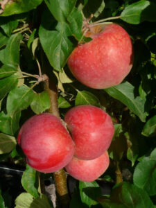 Malus domestica "Baiba"