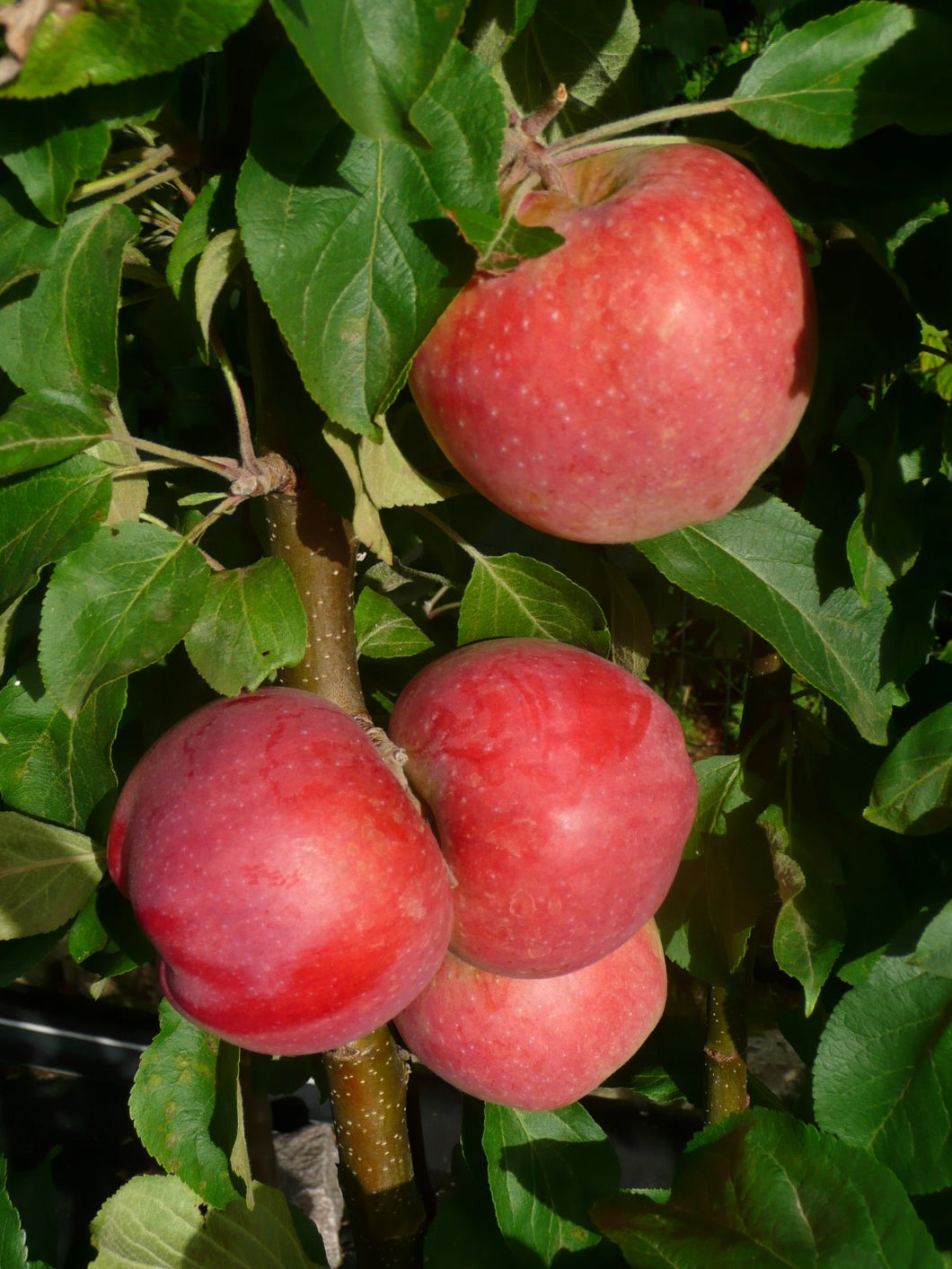 Malus domestica "Baiba"
