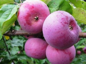 Malus domestica "Belorusskoje Malinovoje"