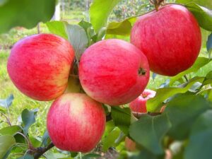 Malus domestica "Beloruskoje Sladkoje"