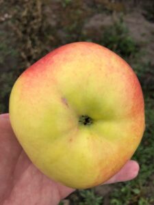 Malus domestica "Bogatõr"