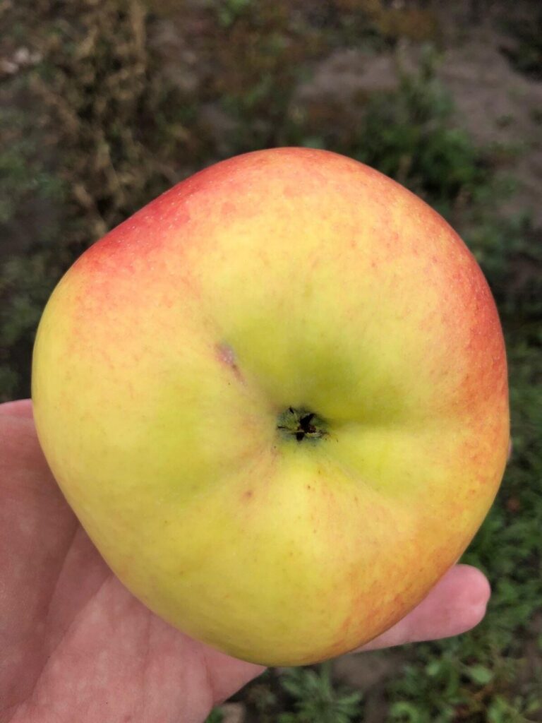 Яблоня домашняя "Богатырь" (Malus domestica "Bogatõr")