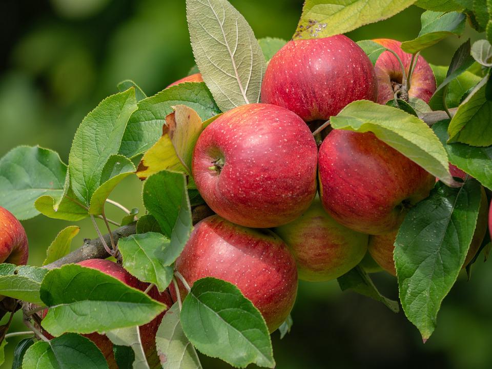 Malus domestica "Bohemija"