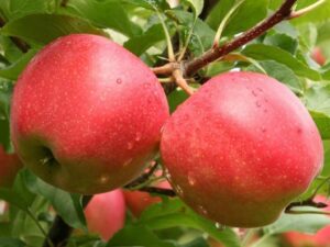 Malus domestica "Ciepa"
