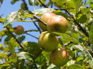 Malus domestica "Cukurinš"