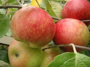 Malus domestica "Delikates"