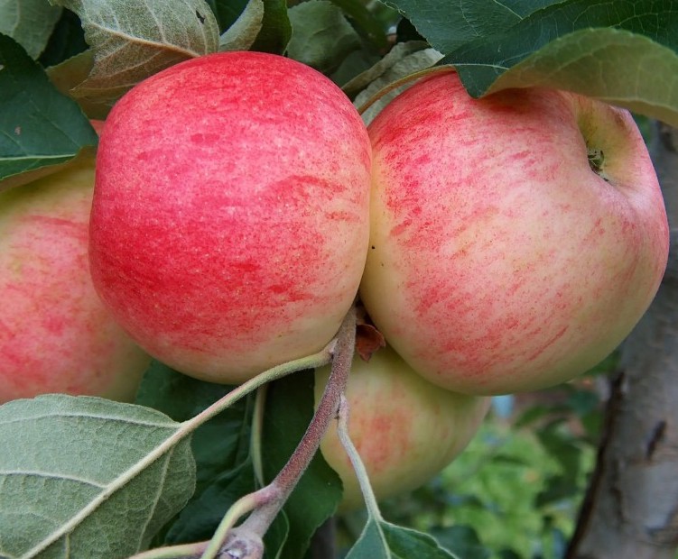 Malus domestica "Doc Melba" 1,5 m