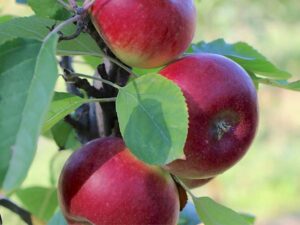 Malus domestica "Duet"