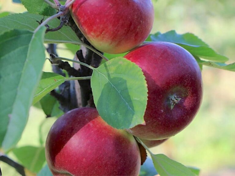 Malus domestica "Duet"