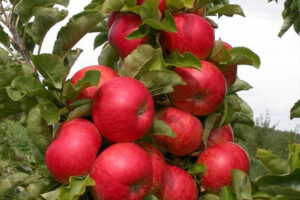 Malus domestica "Džin"