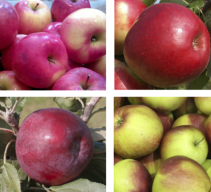 Malus domestica "Edite + Kovalenovskoje + Katja + Liga"