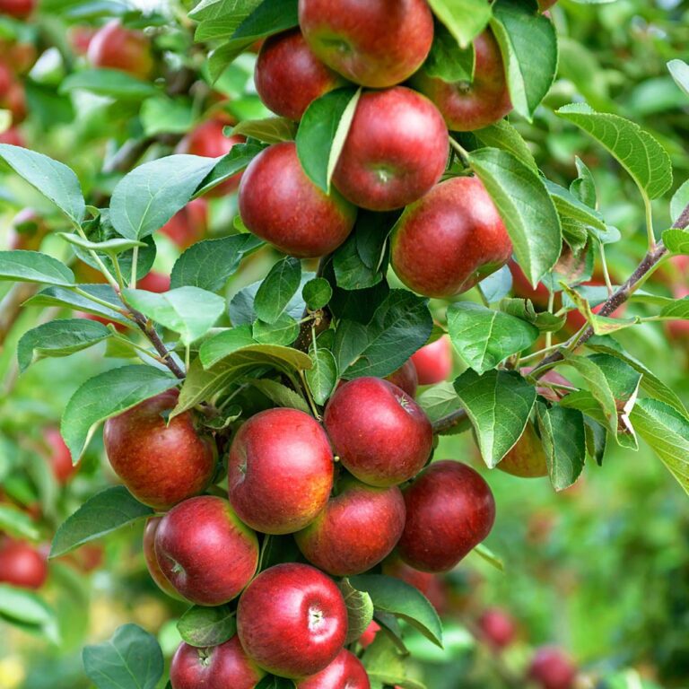 Malus domestica "Flamenko"