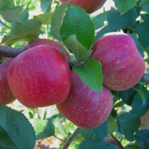 Malus domestica "Gatis"