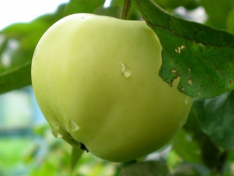 Malus domestica "Honey Gold"