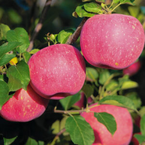 Malus domestica "Inese"
