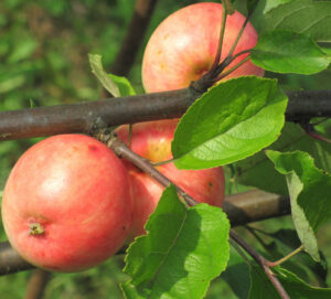 Malus domestica "Jelgava Suvine"
