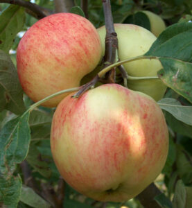 Malus domestica "Konfetnaja"