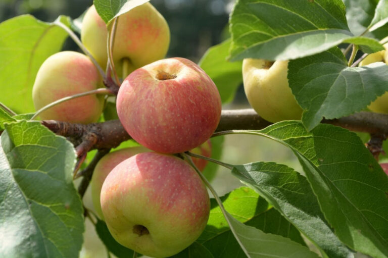 Malus domestica "Korobovka"