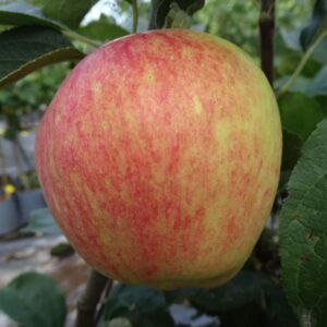 Malus domestica "Korta"