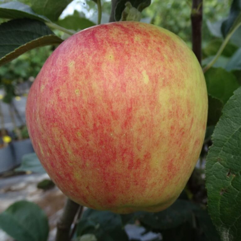 Malus domestica "Korta"
