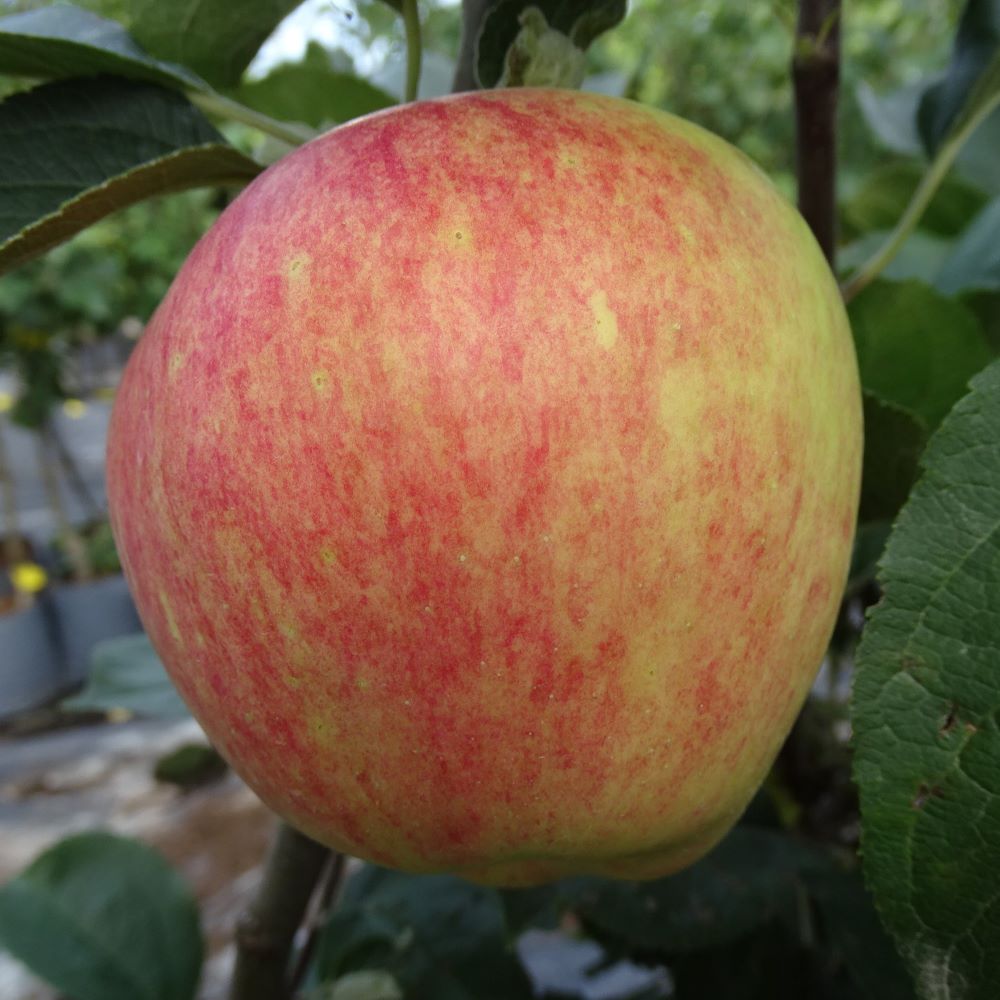 Malus domestica "Korta"