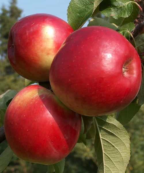 Яблоня домашняя "Коваленковское" (Malus domestica "Kovalenkovskoje")